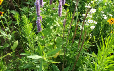 prairie flowers